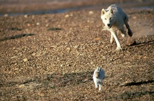 آیا خرگوش می‌تواند از دست گرگ‌ها فرار کند؟ یا تعلیق در داستان چیست؟